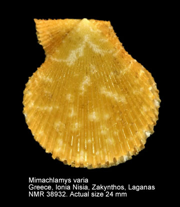 Mimachlamys varia (2).jpg - Mimachlamys varia(Linnaeus,1758)